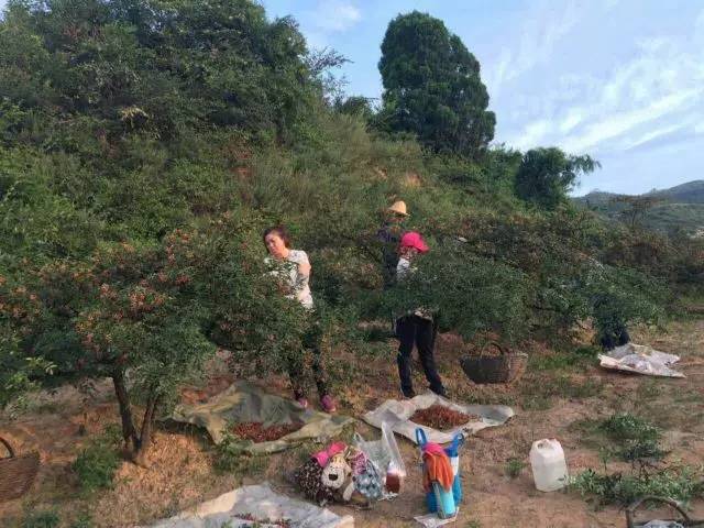 韩城西庄摘花椒哪里需要人,韩城花椒采摘联系电话