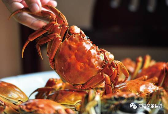 江西共青城风景区,走遍江西100县