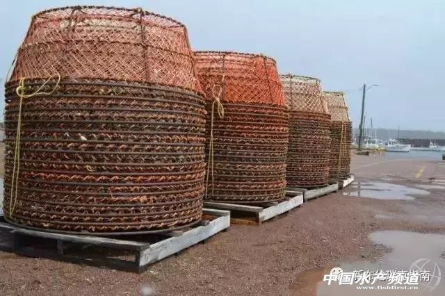 雪蟹是怎么来的,雪蟹是怎样的