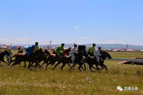 纵马扬鞭御风飞行丨九色甘南香巴拉·玛曲第十一届格萨尔赛马节隆重开幕