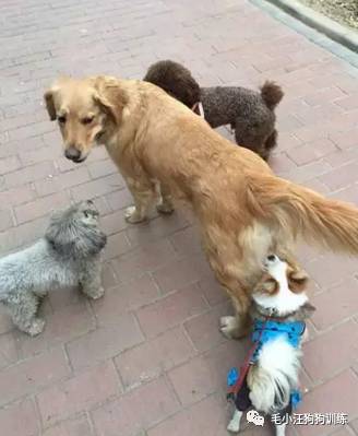 狗子好不容易和金毛女神独处，动情关键时刻竟然尿了！现场日狗真是……