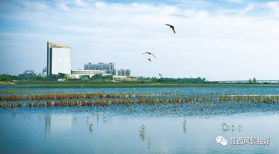 江西共青城风景区,走遍江西100县