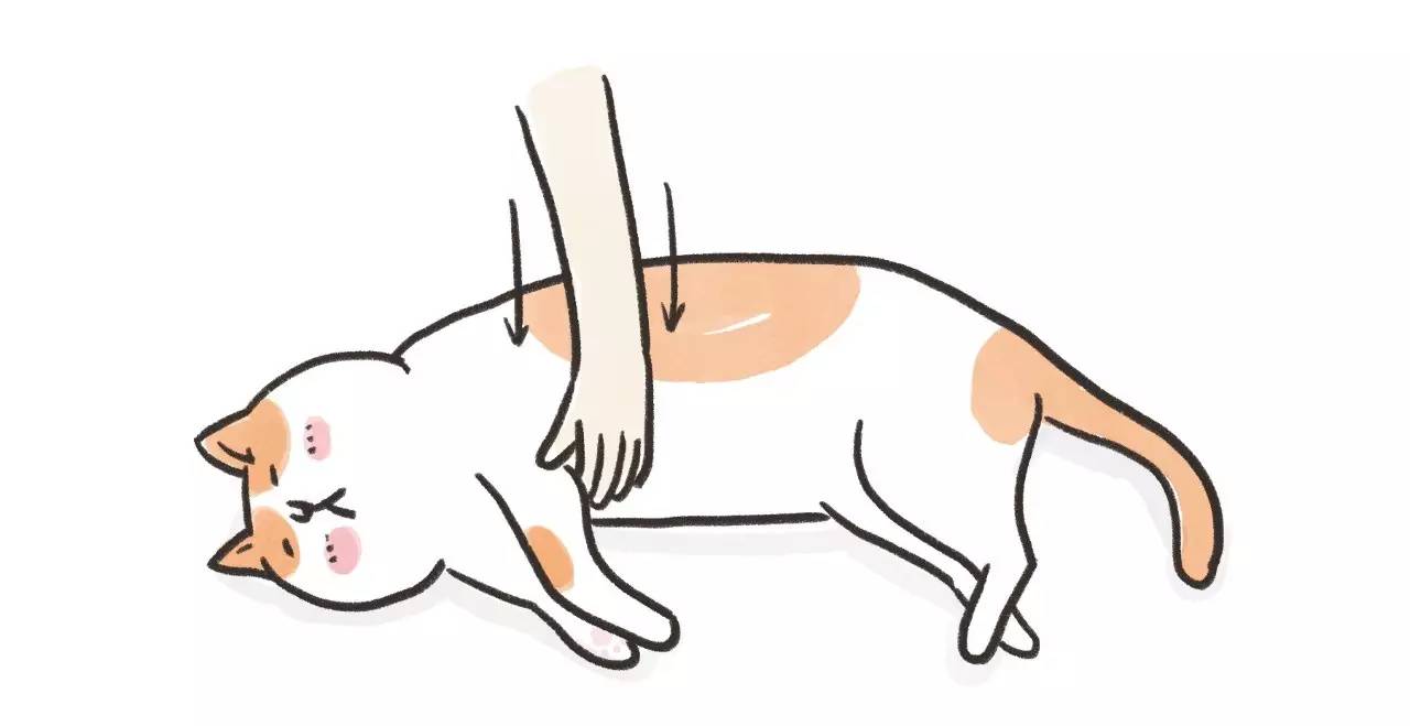 救命啊！主子溺水、触电、中毒了怎么办？！丨强档