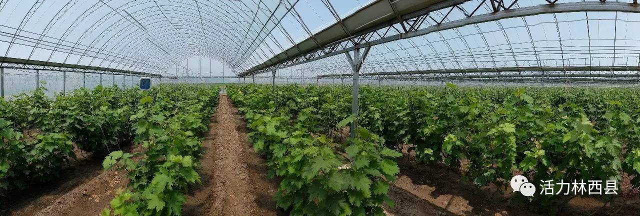 「媒体报道·赤峰日报」又踏层峰望眼开—林西县经济社会发展纪实