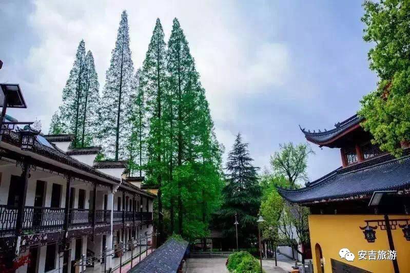 游玩中国大竹海,中国大竹海旅游