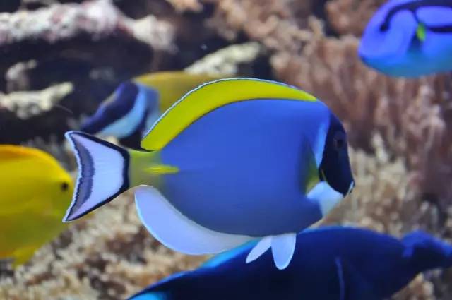 海缸小虫怎么培养,怎么驯服小恶魔