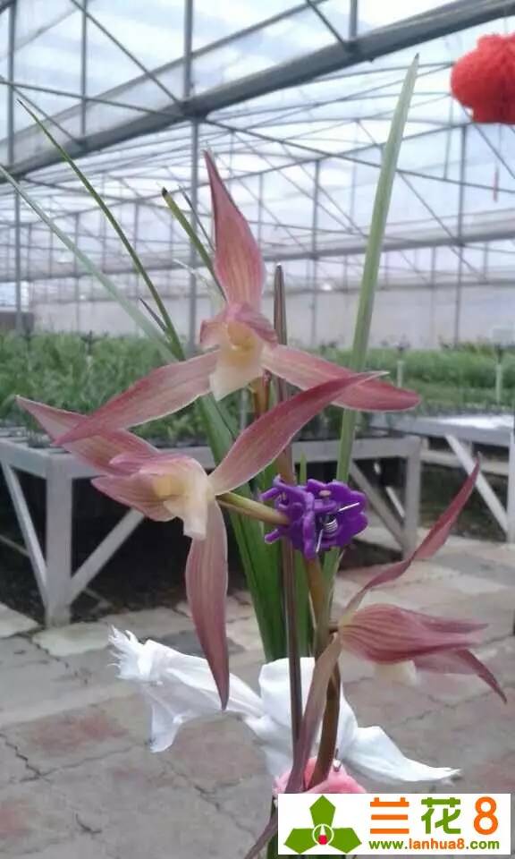 让兰花在盛世中国走好