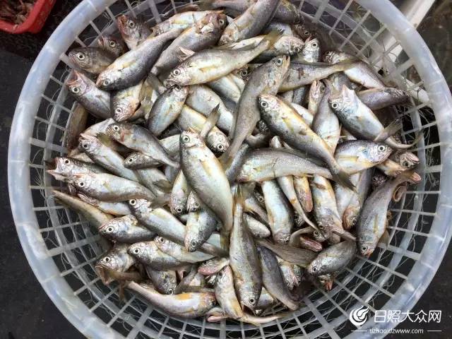 日照开海后什么时候买海鲜,日照开海首日海鲜