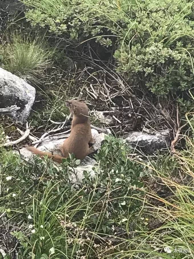 太白山游记下集视频,太白山一日游游记400字