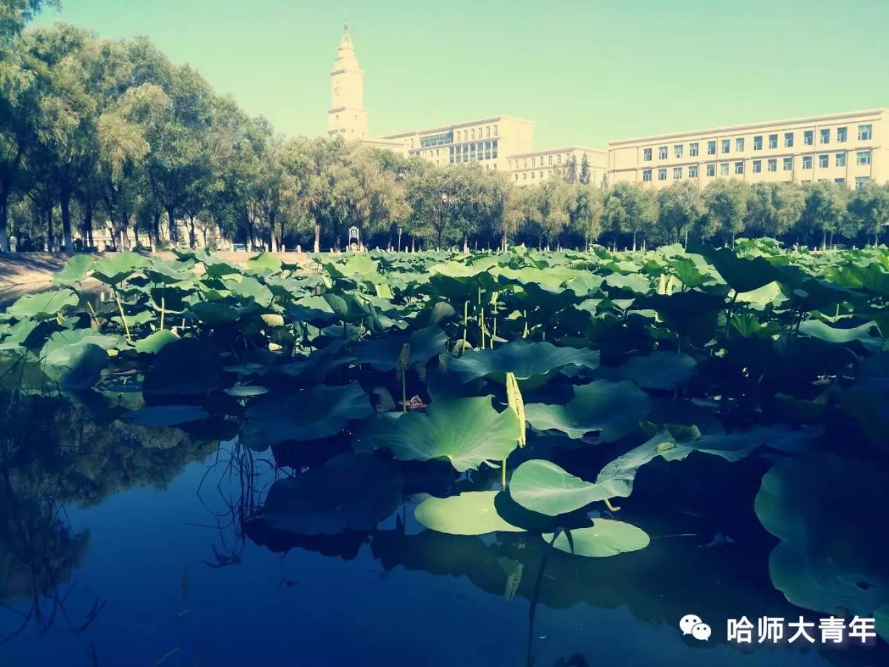哈师大改造了吗,哈尔滨哈师大梦溪湖