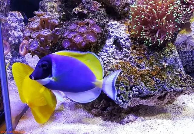 海缸小虫怎么培养,怎么驯服小恶魔