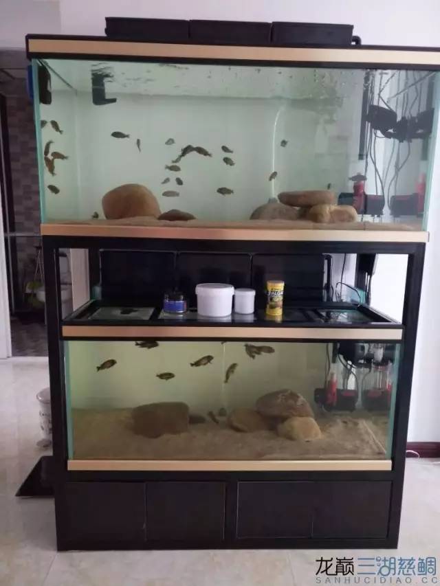 从零开始原生缸,从零开始造景缸