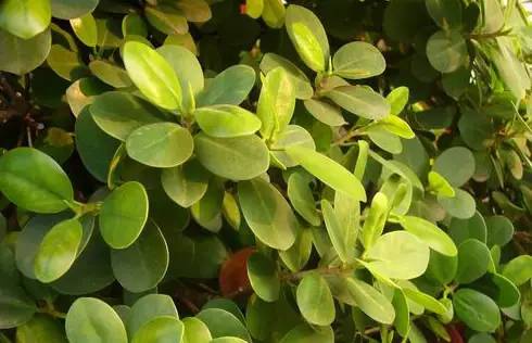 偏振镜是摄影必备吗,偏振镜用于什么拍摄