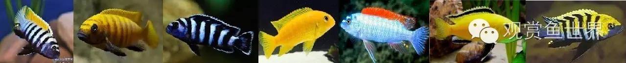 从零开始原生缸,从零开始造景缸