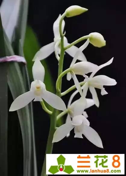 让兰花在盛世中国走好