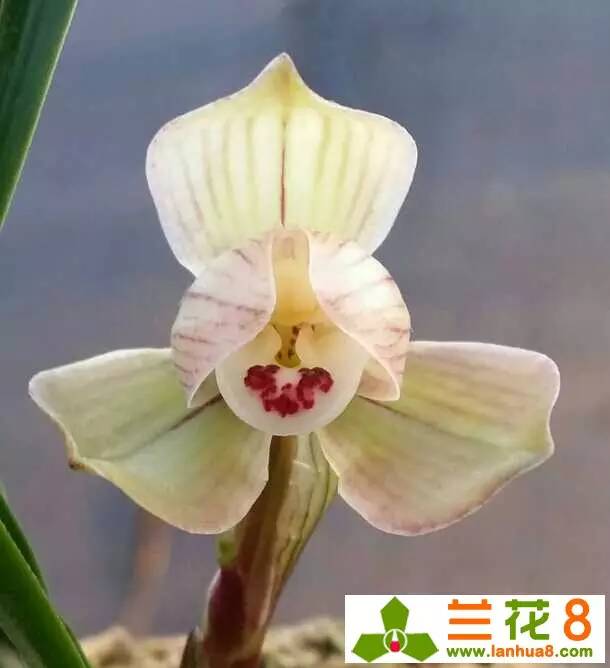 让兰花在盛世中国走好