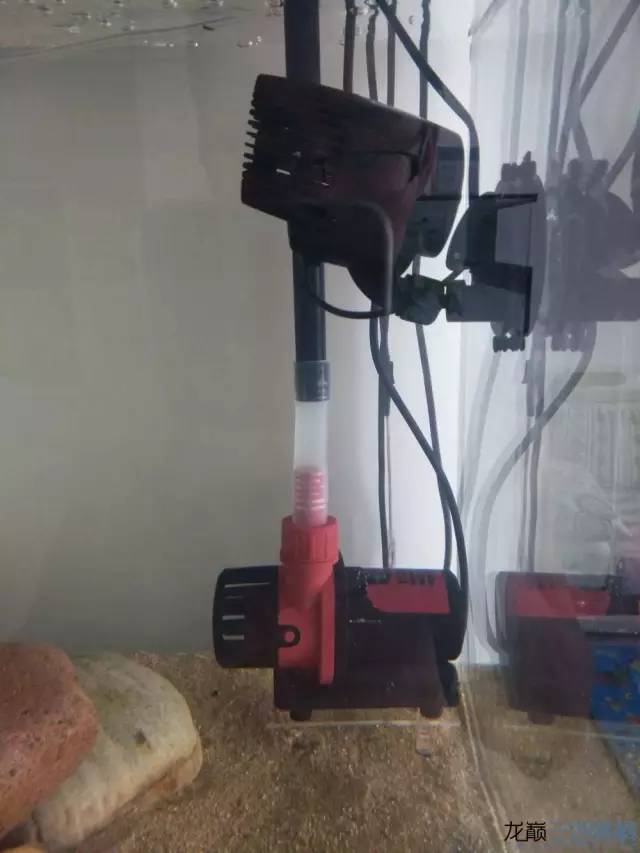 从零开始原生缸,从零开始造景缸