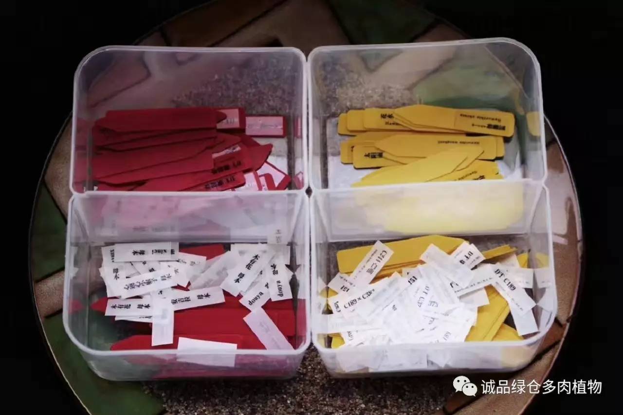 涨姿势｜当不成学霸总得做一回“播”霸（夏播生石花第38天）