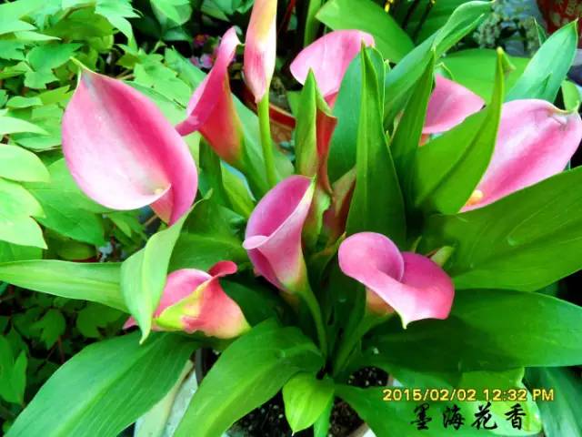 彩色马蹄莲花养殖关注事项,彩色马蹄莲养了三年为啥不开花