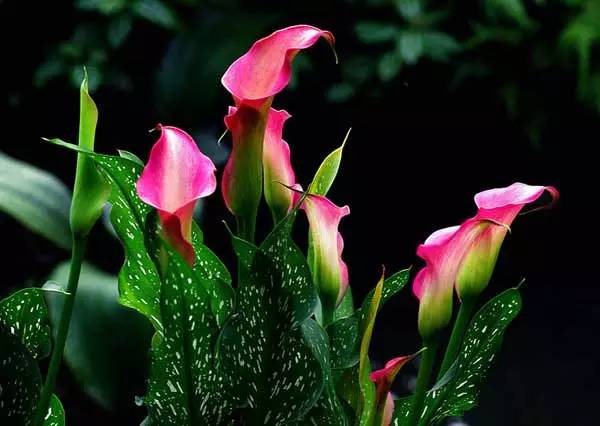 彩色马蹄莲花养殖关注事项,彩色马蹄莲养了三年为啥不开花