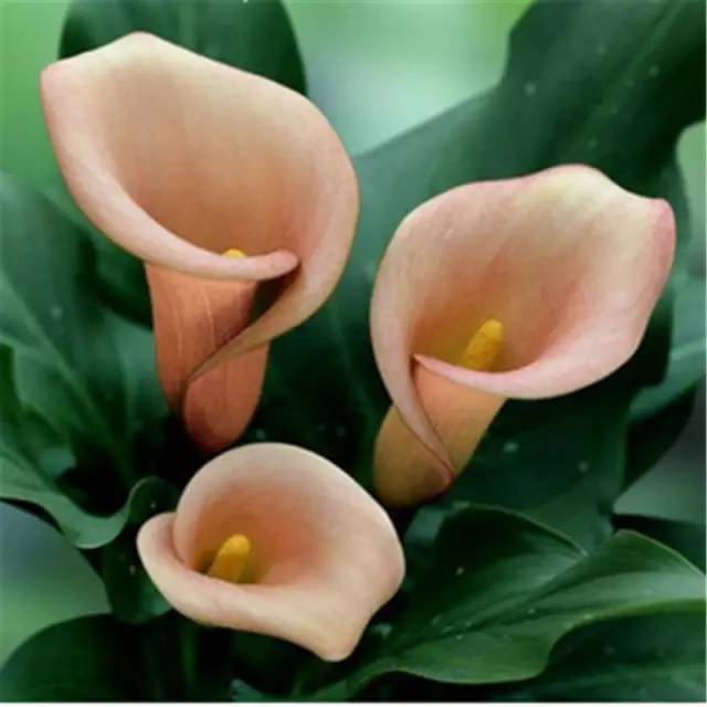 彩色马蹄莲花养殖关注事项,彩色马蹄莲养了三年为啥不开花