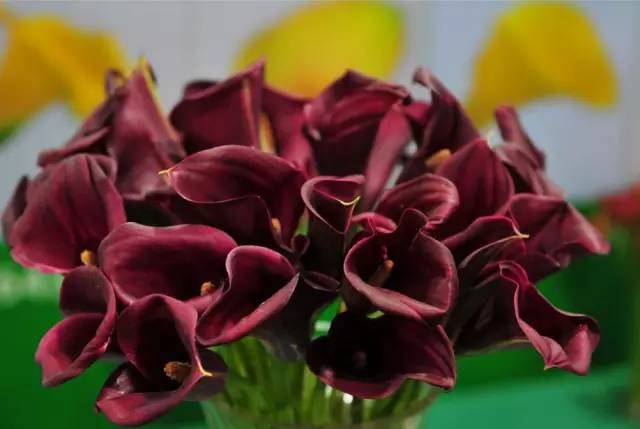 彩色马蹄莲花养殖关注事项,彩色马蹄莲养了三年为啥不开花