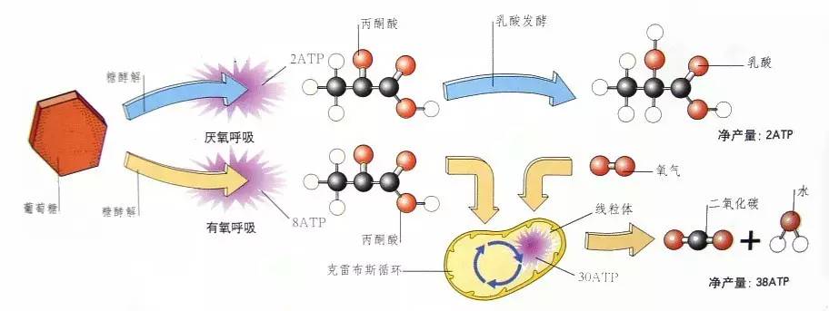 自然疗法治脱发,自然子刊证实