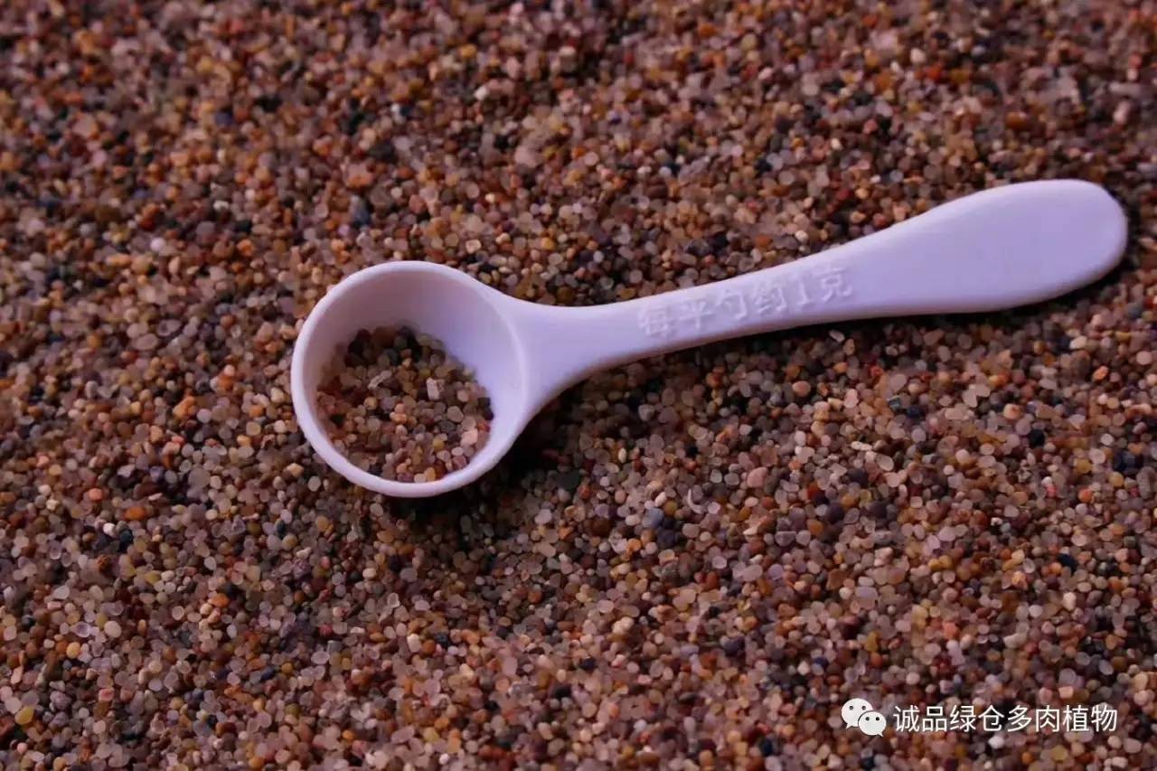 涨姿势｜当不成学霸总得做一回“播”霸（夏播生石花第38天）