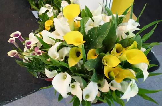 彩色马蹄莲花养殖关注事项,彩色马蹄莲养了三年为啥不开花