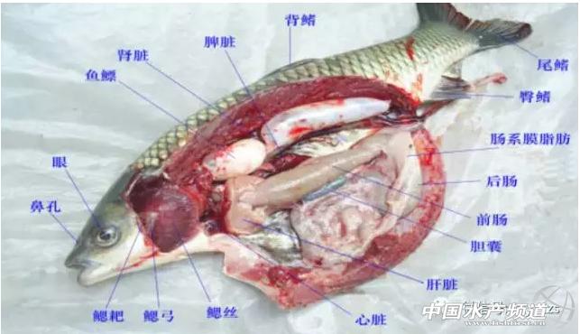 草鱼出血病来袭，实战派教你如何正确诊断处理