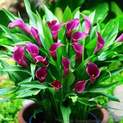 彩色马蹄莲花养殖关注事项,彩色马蹄莲养了三年为啥不开花