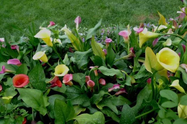 彩色马蹄莲花养殖关注事项,彩色马蹄莲养了三年为啥不开花