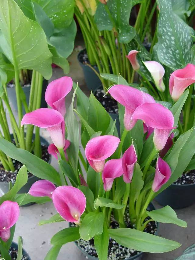 彩色马蹄莲花养殖关注事项,彩色马蹄莲养了三年为啥不开花