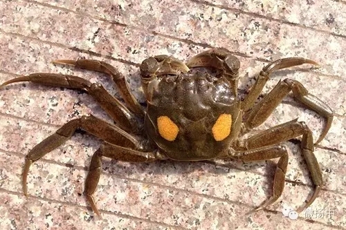 「镇深度」牛！镇江9个特产获国家地理标志产品保护！还有的在受理中……