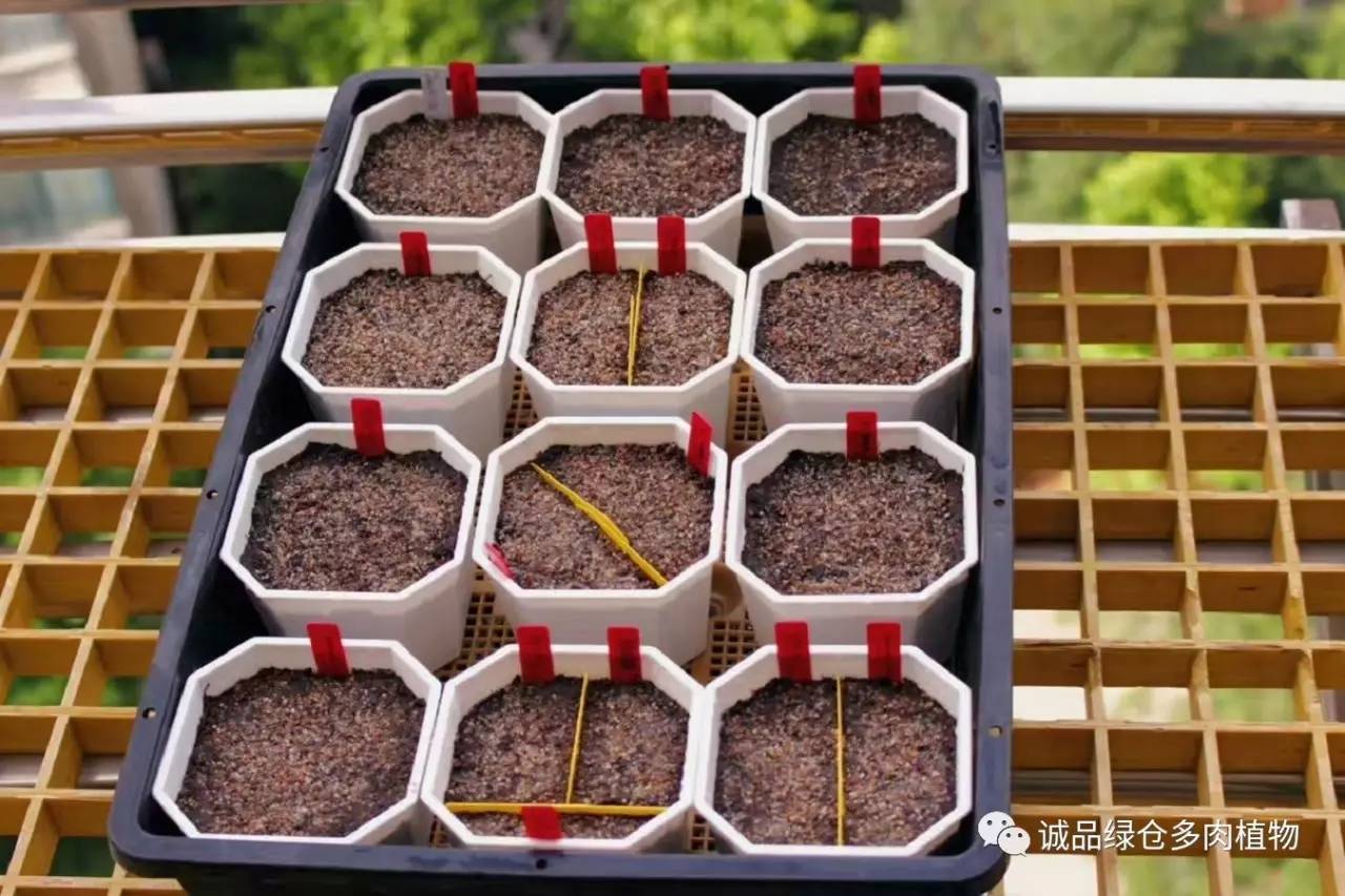 涨姿势｜当不成学霸总得做一回“播”霸（夏播生石花第38天）