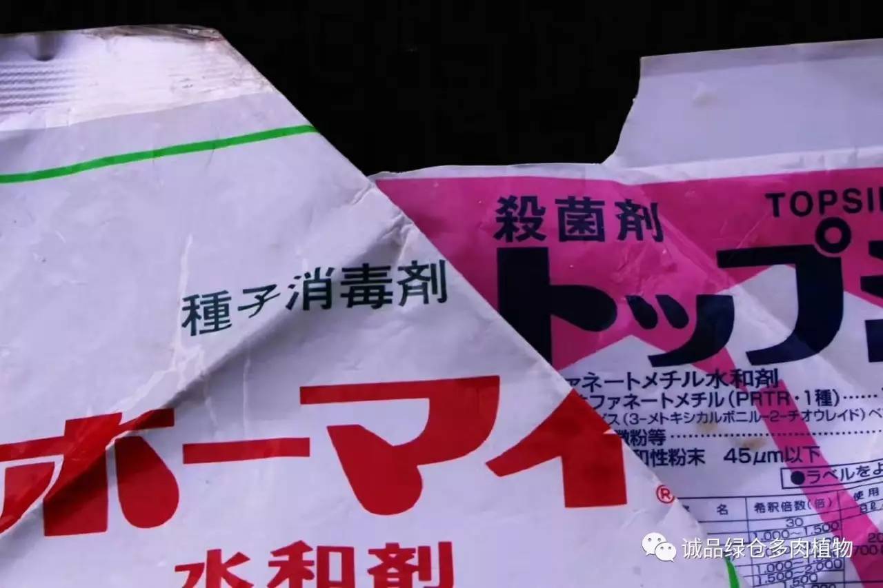 涨姿势｜当不成学霸总得做一回“播”霸（夏播生石花第38天）