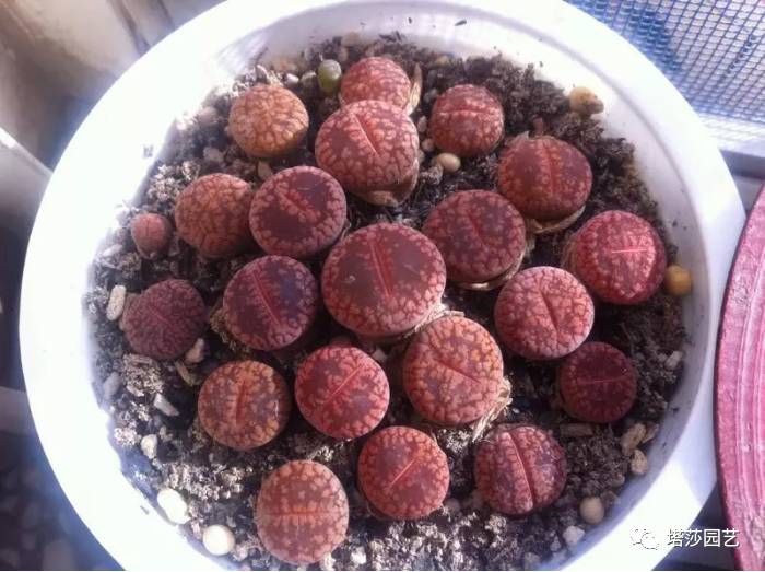 生石花的种子是自己的品种吗,生石花像丝绒一样的是什么品种