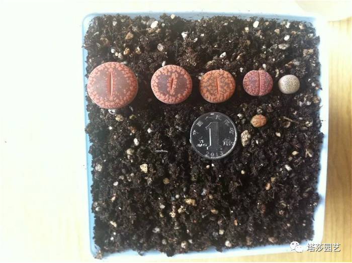 生石花的种子是自己的品种吗,生石花像丝绒一样的是什么品种