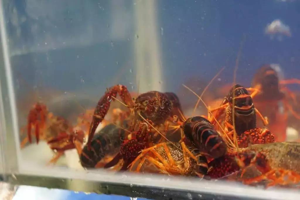 长沙哪里的正宗虾最好,全长沙最好吃的湘菜馆