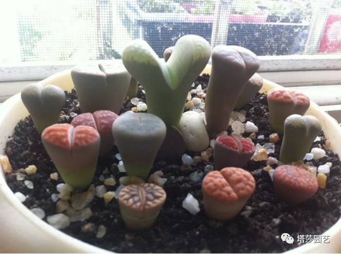 生石花的种子是自己的品种吗,生石花像丝绒一样的是什么品种