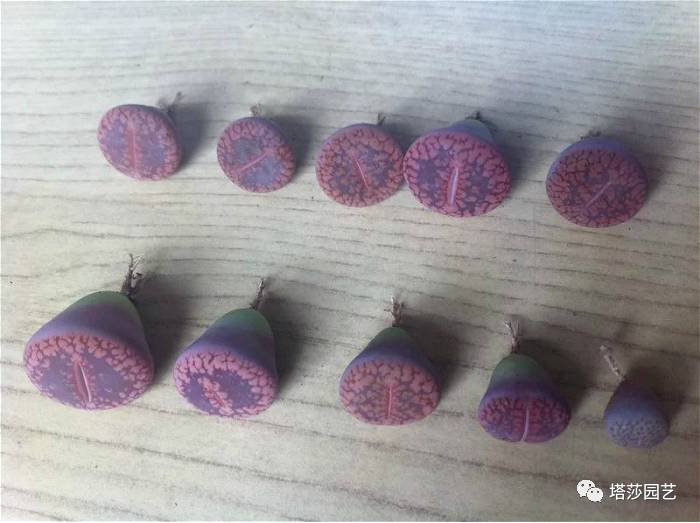 生石花的种子是自己的品种吗,生石花像丝绒一样的是什么品种