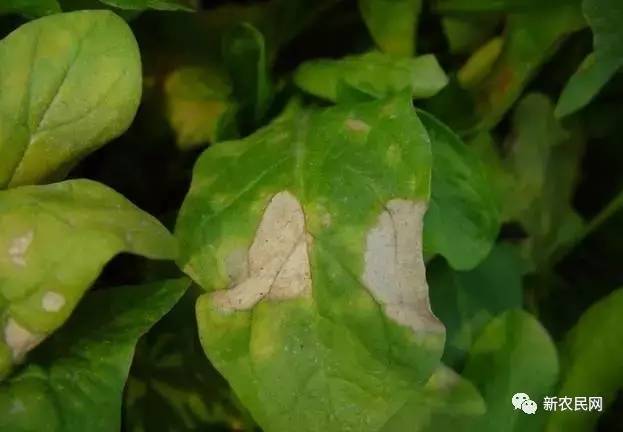 大棚菠菜病害如何管理,怎样防治菠菜的叶斑病