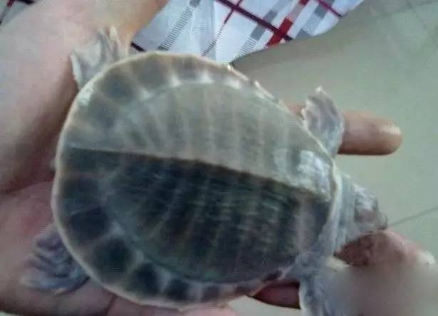 这几种鱼不建议食用,这六种鱼不能人工养殖