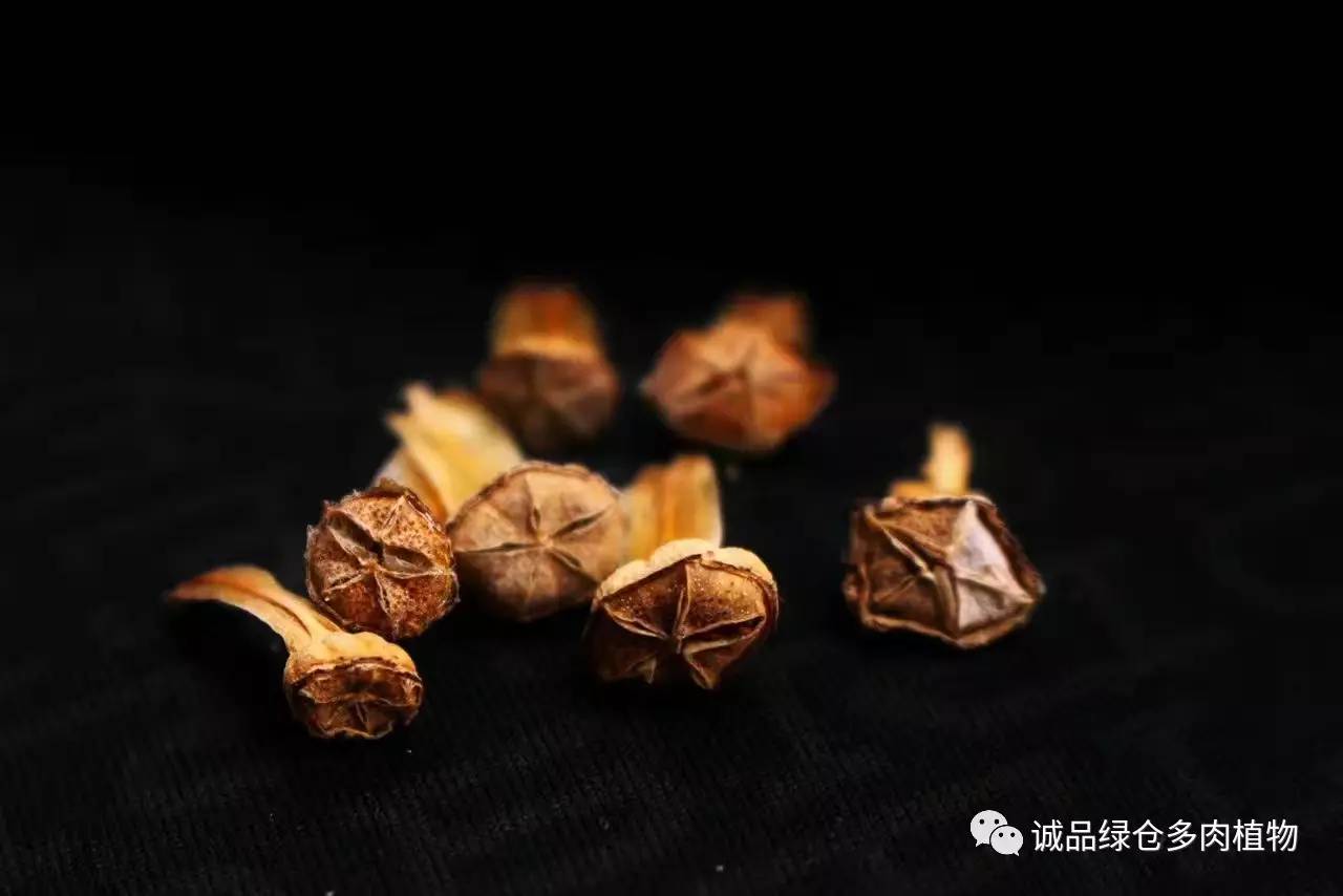 涨姿势｜当不成学霸总得做一回“播”霸（夏播生石花第38天）