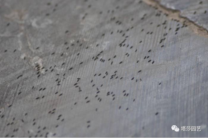 生石花的种子是自己的品种吗,生石花像丝绒一样的是什么品种