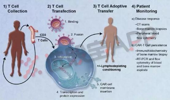 重磅！癌症治愈不再是梦！“基因疗法时代”正式开启，这份公司名单你必须收好（附表）