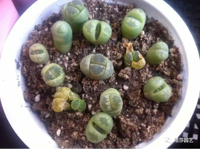 生石花的种子是自己的品种吗,生石花像丝绒一样的是什么品种