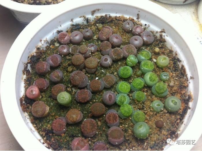 生石花的种子是自己的品种吗,生石花像丝绒一样的是什么品种