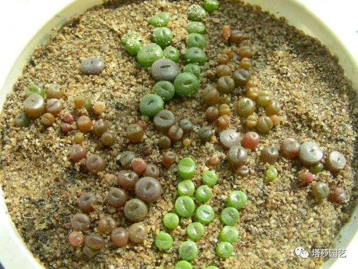 生石花的种子是自己的品种吗,生石花像丝绒一样的是什么品种