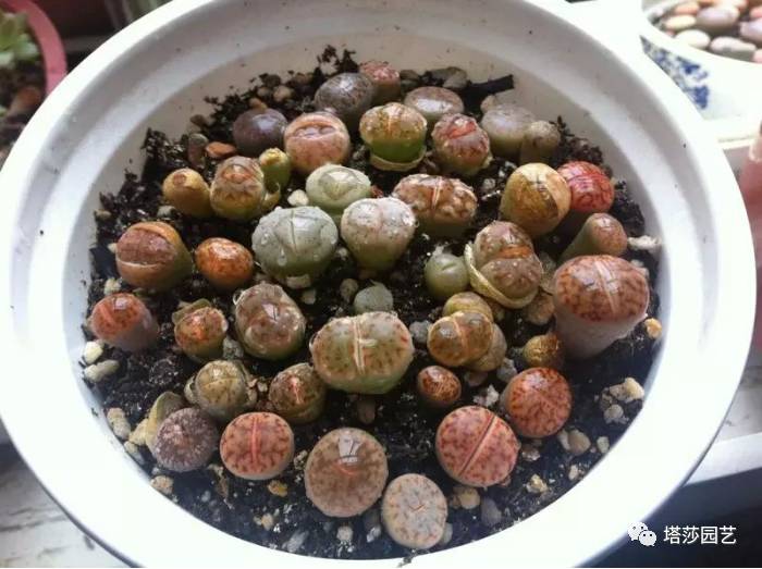 生石花的种子是自己的品种吗,生石花像丝绒一样的是什么品种